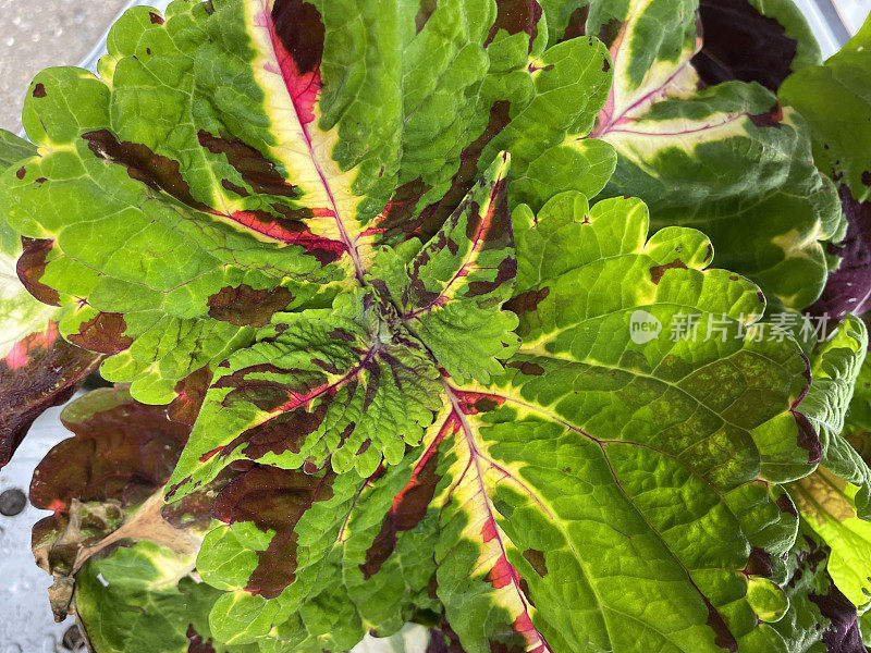 全框架图像的大理石彩虹(coleus scutellarioides)的粉红色，红色和绿色的叶子生长在植物苗圃中心的花盆，高架视图